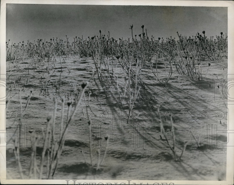 Load image into Gallery viewer, 1935 Media Photo The queen Anne also known as wild carrot after a winter storm
