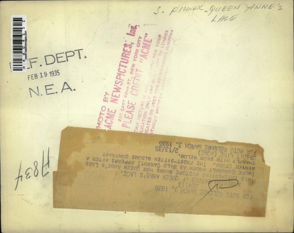 1935 Media Photo The queen Anne also known as wild carrot after a winter storm