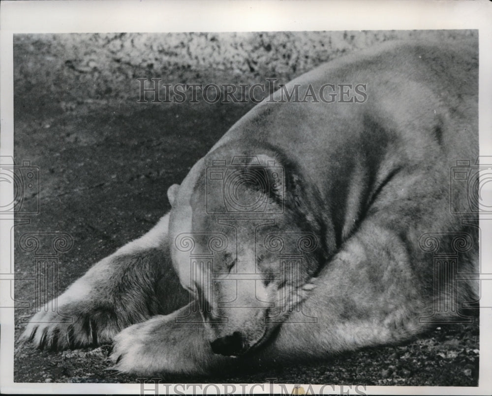 1954 Press Photo Misha, a polar bear in London Zoo - ned04639