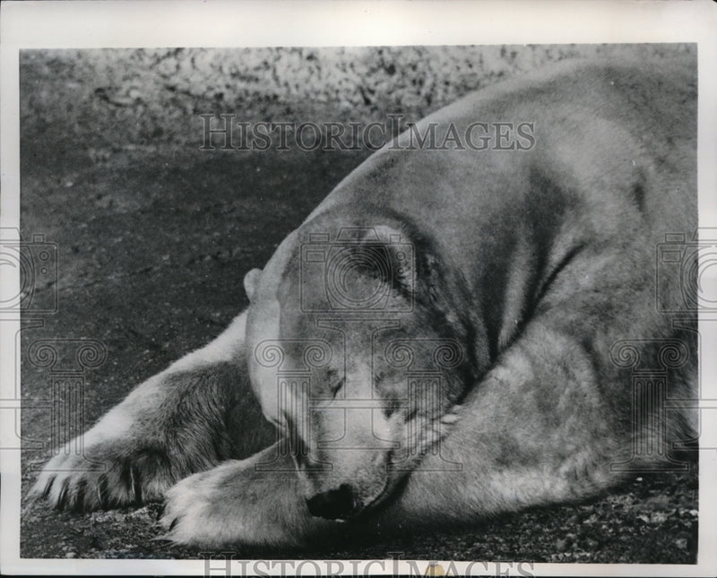 Load image into Gallery viewer, 1954 Press Photo Misha, a polar bear in London Zoo - ned04639
