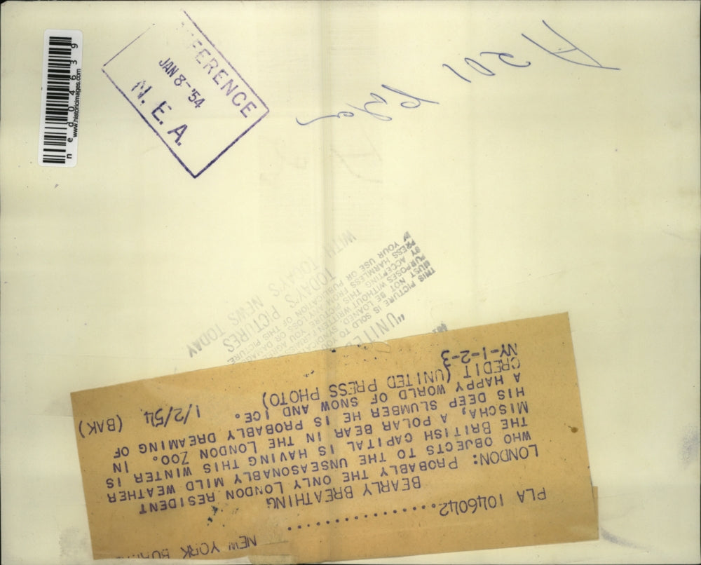 1954 Press Photo Misha, a polar bear in London Zoo - ned04639