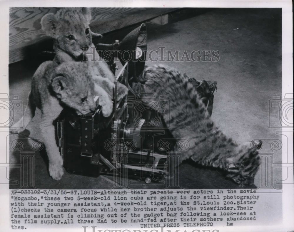 1955 Press Photo Two 5-week old lion cubs with 4-week old tiger on photo shoots