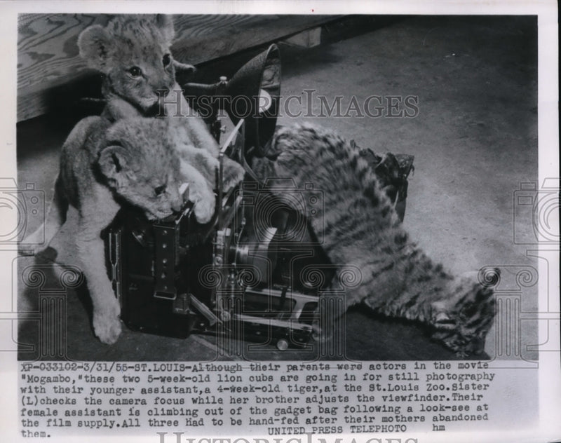 Load image into Gallery viewer, 1955 Press Photo Two 5-week old lion cubs with 4-week old tiger on photo shoots
