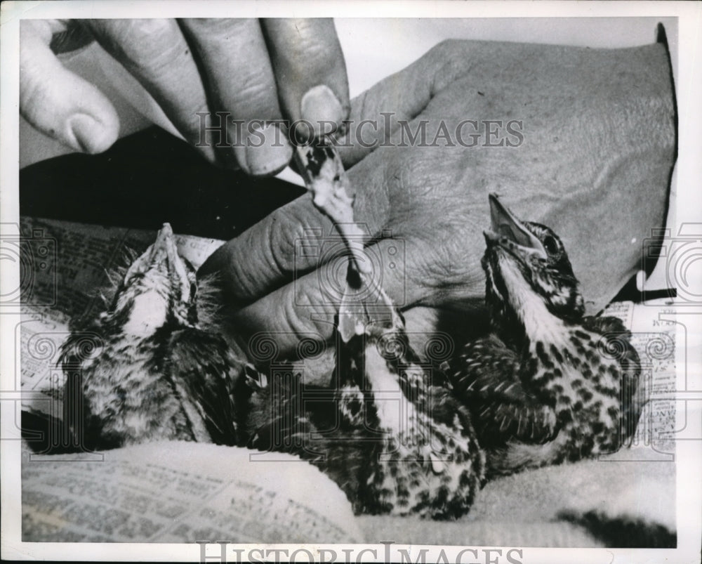 1952 Press Photo Waukesha Wis Baby birs fed with a eye dropper in Figi house