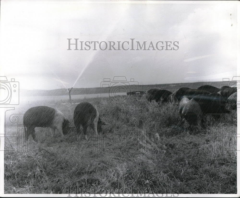 1960 Media Photo Valentine, Neb pigs at Wm Whittaker farm under water spray