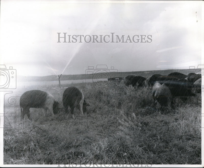 Load image into Gallery viewer, 1960 Media Photo Valentine, Neb pigs at Wm Whittaker farm under water spray
