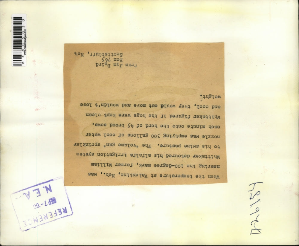 1960 Media Photo Valentine, Neb pigs at Wm Whittaker farm under water spray