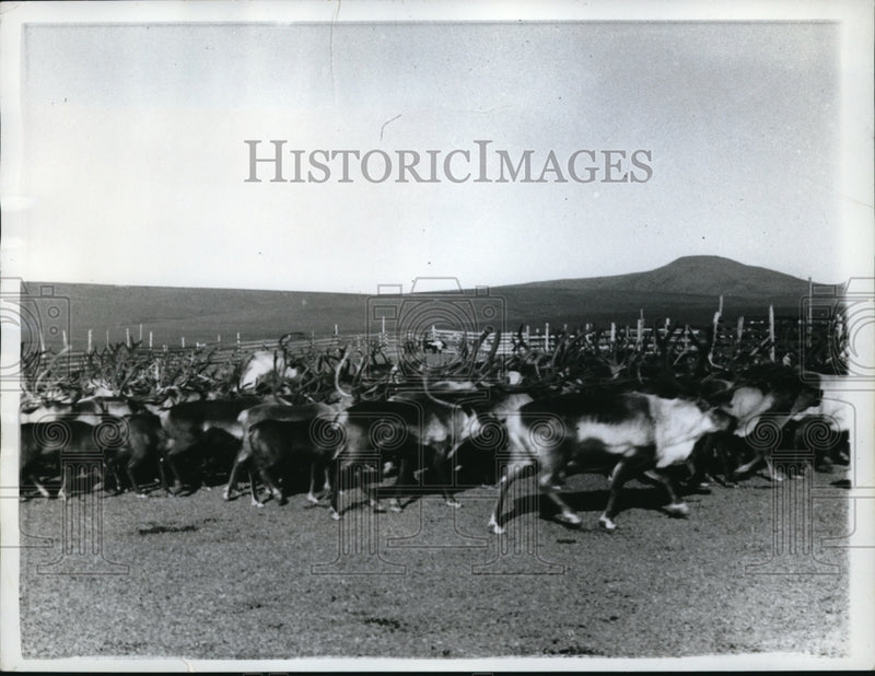 Load image into Gallery viewer, 1962 Press Photo Reindeer mills at Teller on Nunivak Island, Alaska - ned05033
