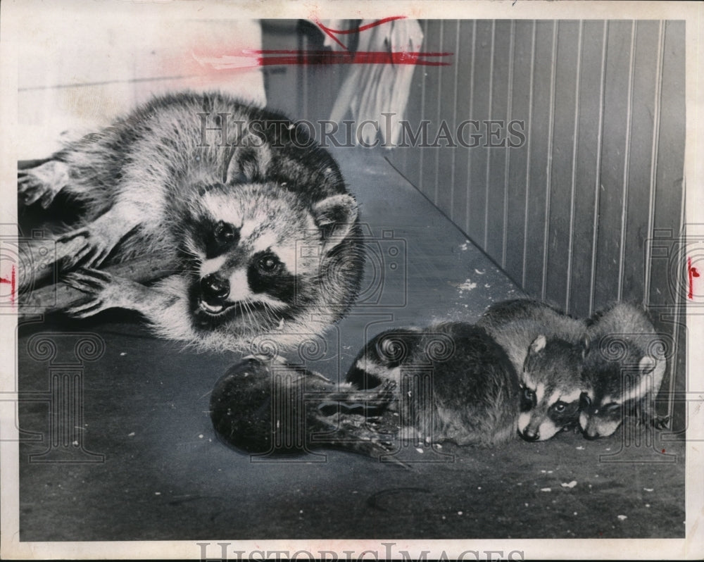 1960 Press Photo Mother Raccoon & babies at Al Rhoden of city dog kennels