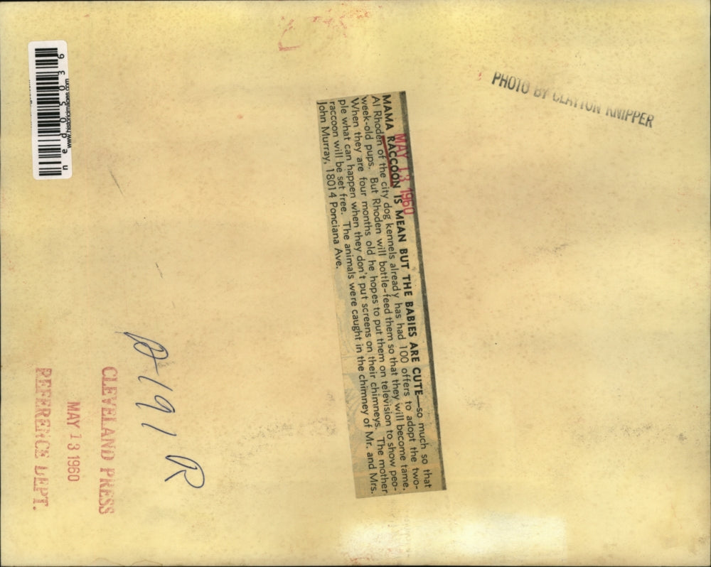 1960 Press Photo Mother Raccoon & babies at Al Rhoden of city dog kennels