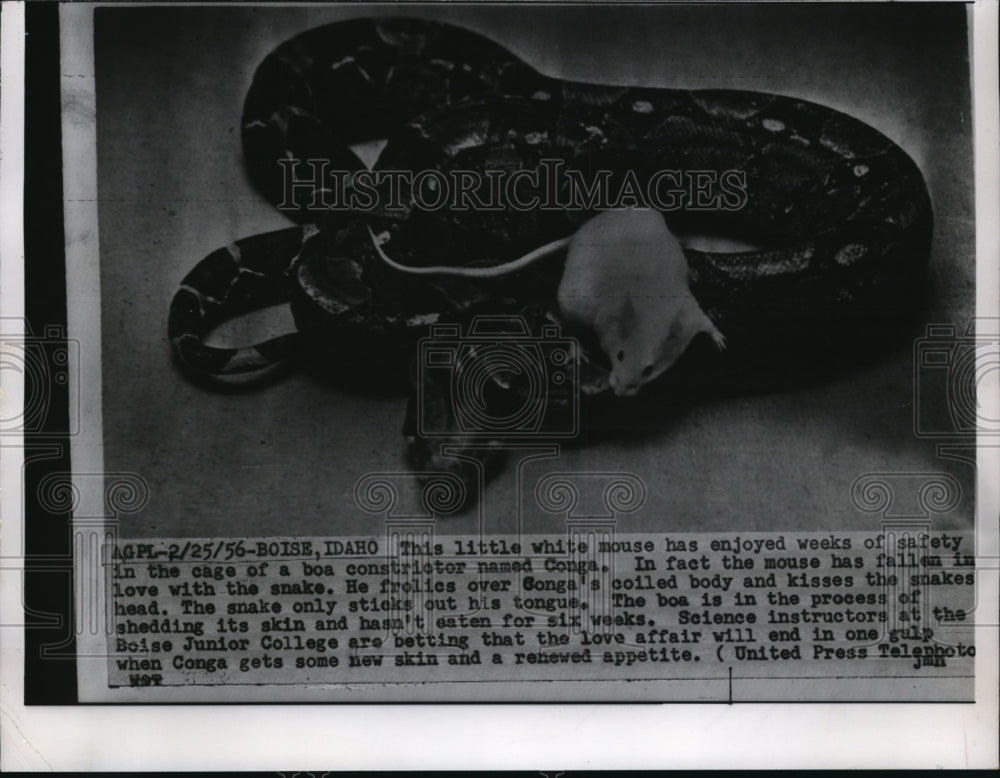 1956 Press Photo White mouse enjoys with boa constrictor Conga as she sheds skin