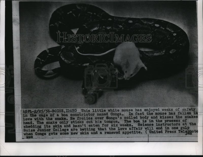 Load image into Gallery viewer, 1956 Press Photo White mouse enjoys with boa constrictor Conga as she sheds skin
