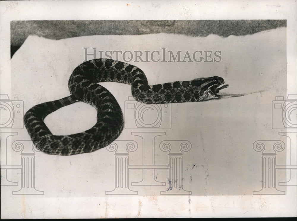 1937 Press Photo Snake has eaten a mouse then will go to sleep for hours