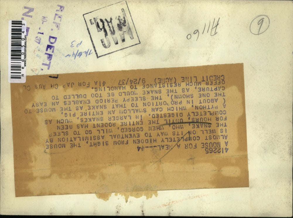 1937 Press Photo Snake has eaten a mouse then will go to sleep for hours