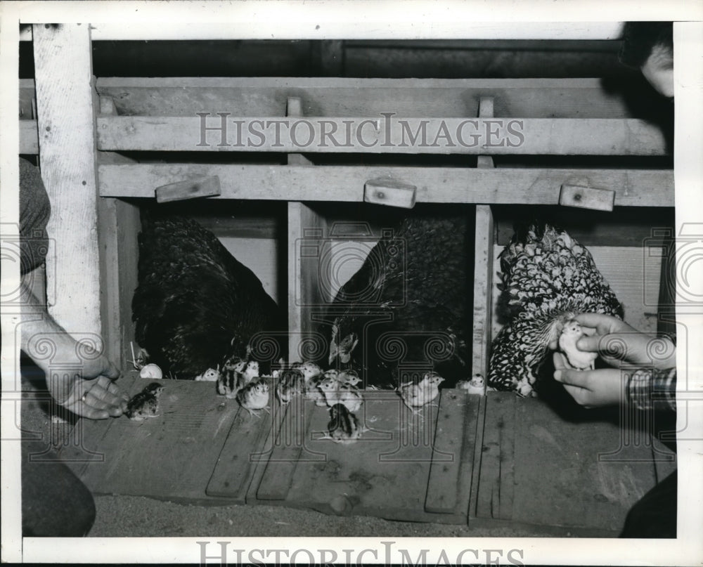1945 Press Photo The chicks have been hatched by their kind mother hen