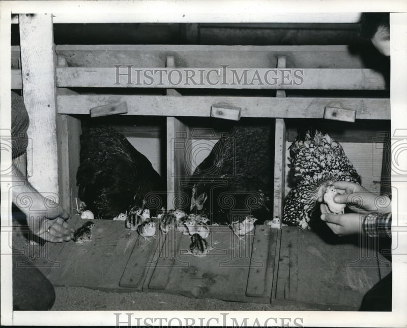 Load image into Gallery viewer, 1945 Press Photo The chicks have been hatched by their kind mother hen
