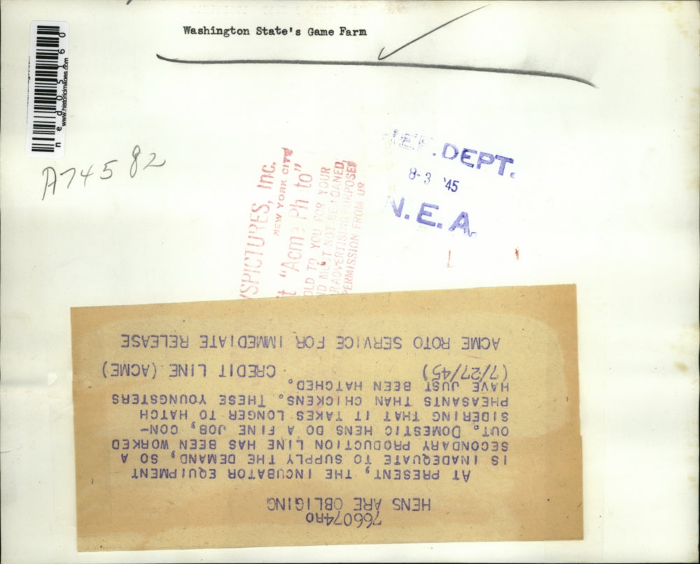 1945 Press Photo The chicks have been hatched by their kind mother hen