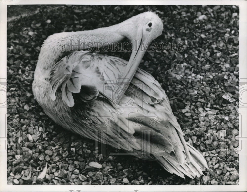 1955 Press Photo An alert eye of the London Zoo's pelican - ned05163