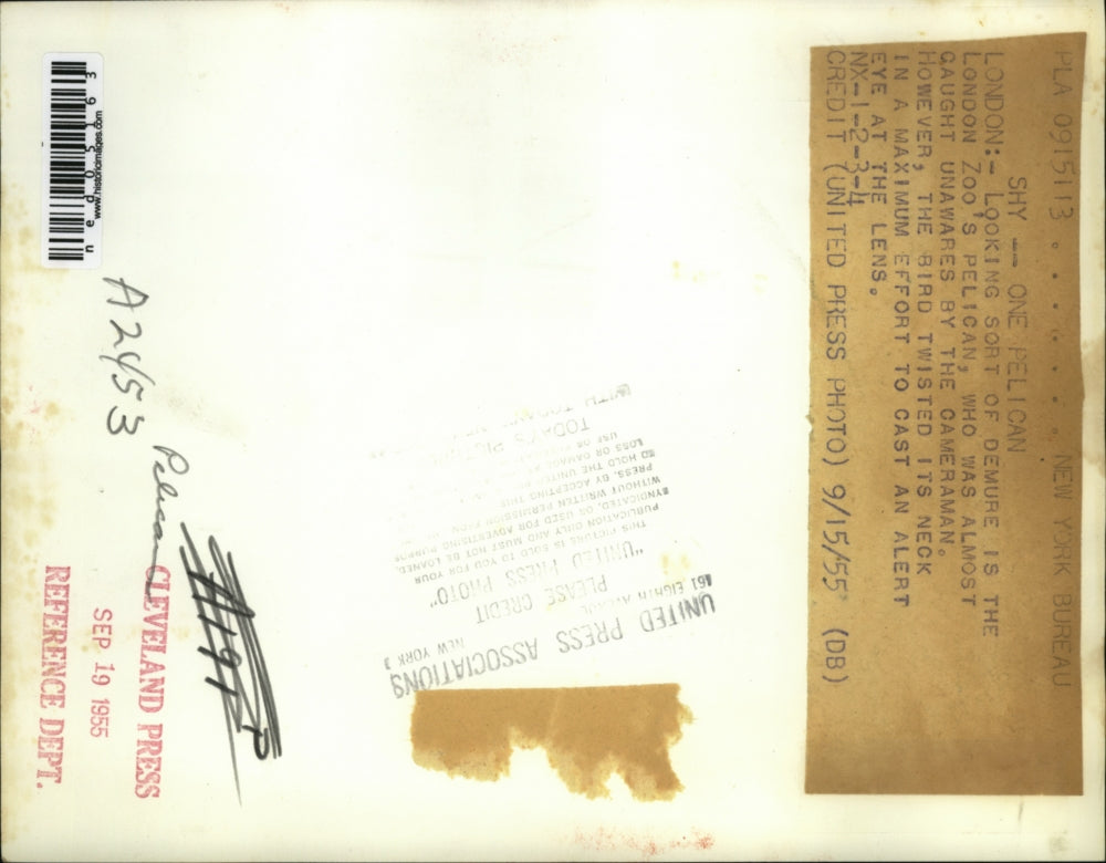 1955 Press Photo An alert eye of the London Zoo's pelican - ned05163