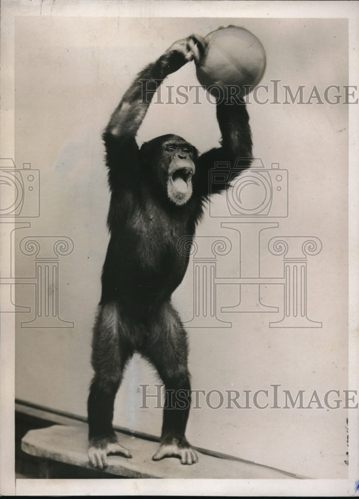 1937 Press Photo Chimpanzee Named Peter at London Zoo with Football