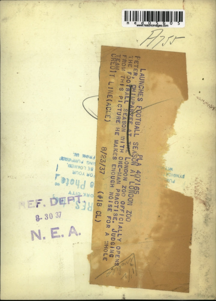 1937 Press Photo Chimpanzee Named Peter at London Zoo with Football