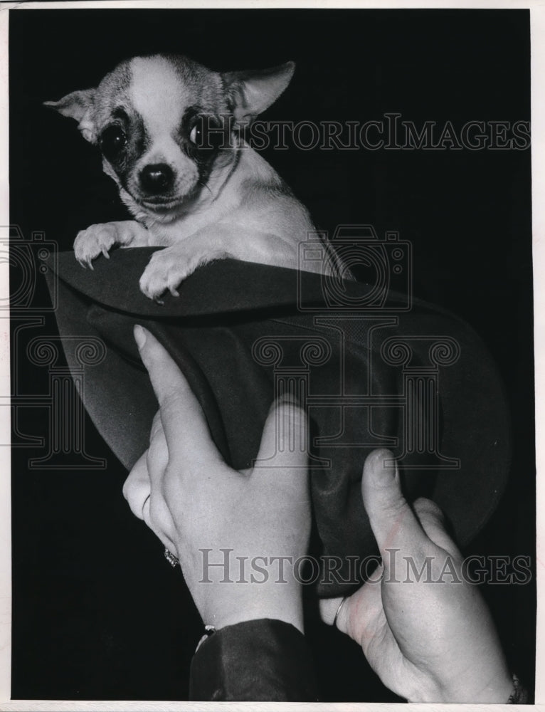 Load image into Gallery viewer, 1967 Press Photo Chihuahua Torranmor Regina Rose at Cruft's Dog Show - ned05615

