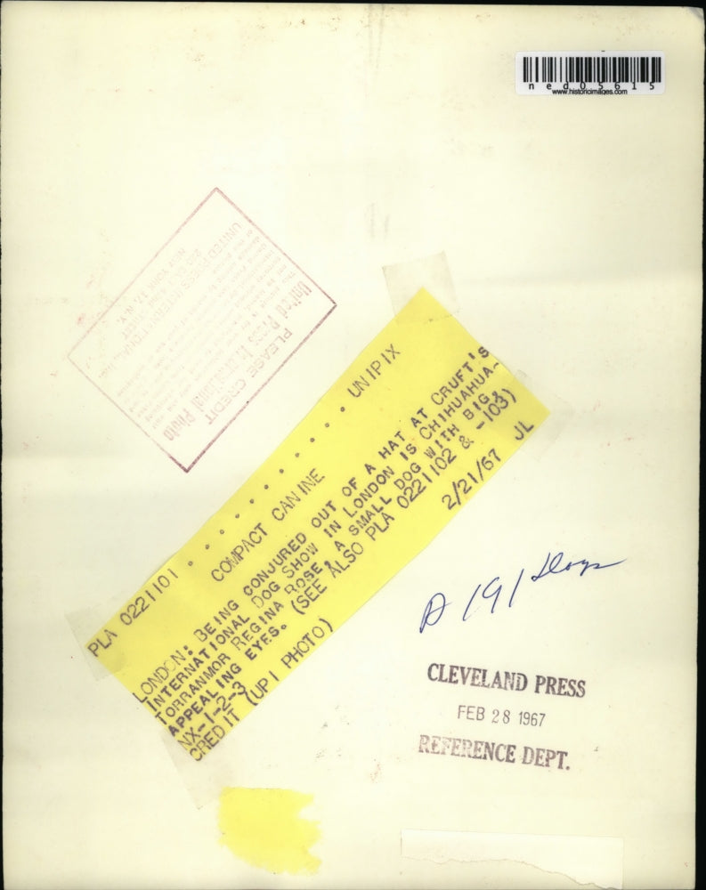 1967 Press Photo Chihuahua Torranmor Regina Rose at Cruft's Dog Show - ned05615