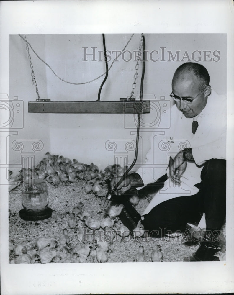 Load image into Gallery viewer, 1969 Press Photo Man with Group of Baby Turkeys

