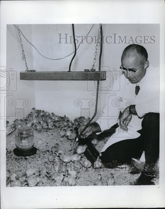 1969 Press Photo Man with Group of Baby Turkeys