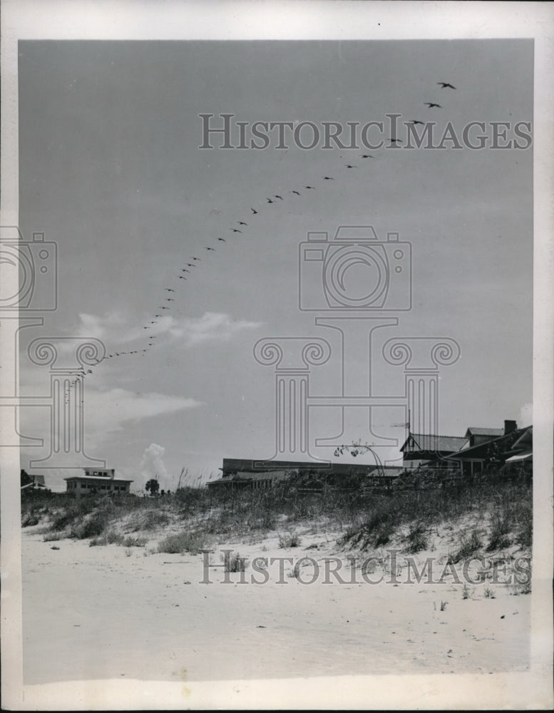 Load image into Gallery viewer, 1947 Press Photo Flock of Pelicans Leaving Daytona Beach - ned05644
