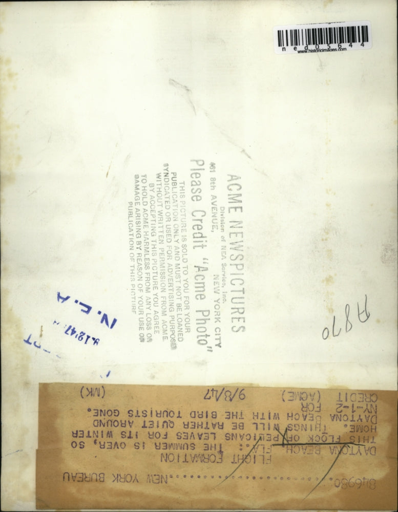 1947 Press Photo Flock of Pelicans Leaving Daytona Beach - ned05644