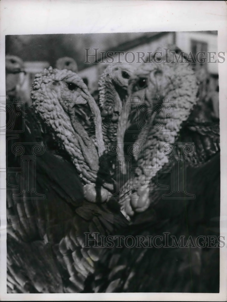 1955 Press Photo Lansing Kan Kansas Prison turkey farm