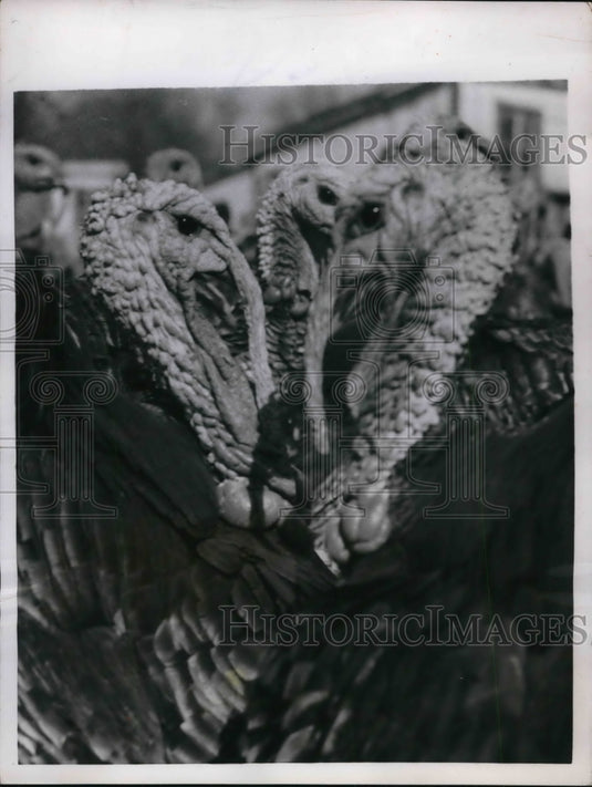 1955 Press Photo Lansing Kan Kansas Prison turkey farm