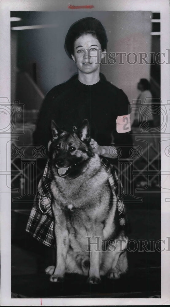 1970 Press Photo Champion Vin-Melca's Vagabond Norwegian Elkhound - ned06197