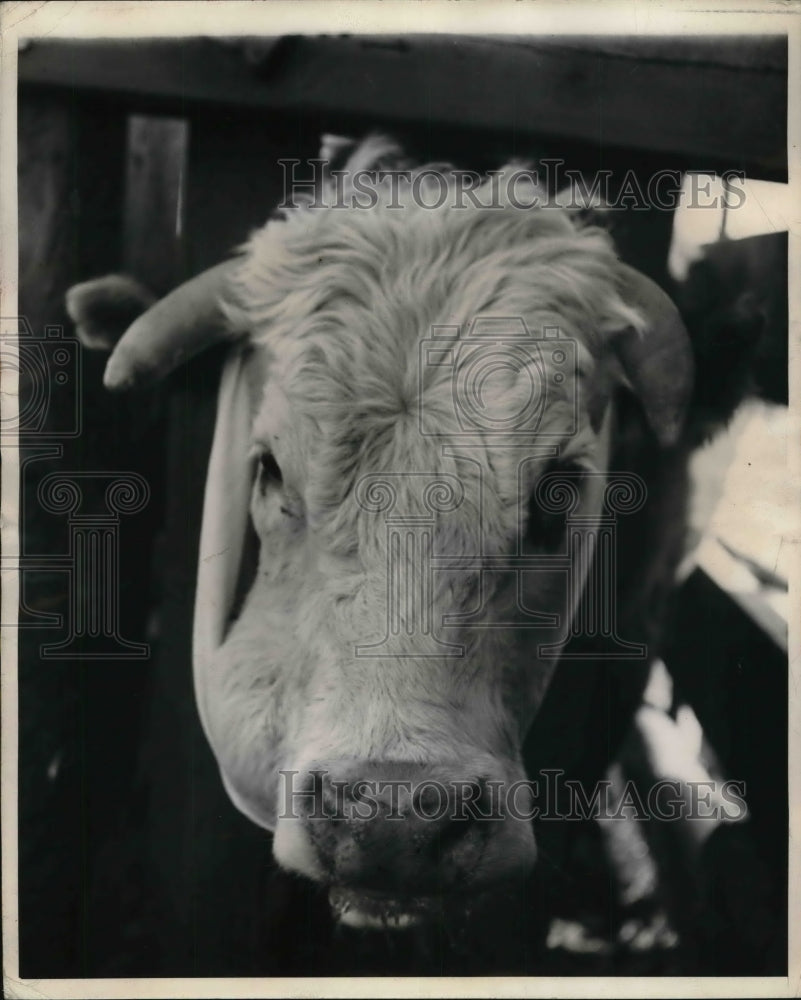 1944 Press Photo Milk River Alberta Canada calf on a farm
