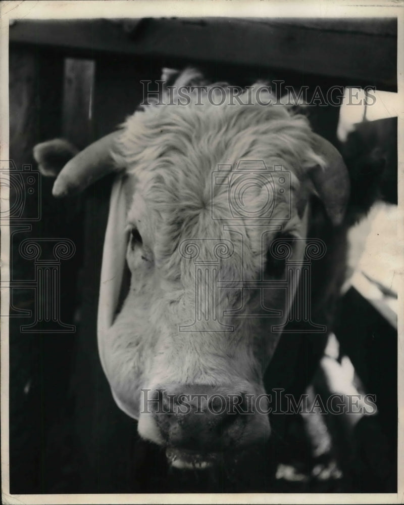 Load image into Gallery viewer, 1944 Press Photo Milk River Alberta Canada calf on a farm

