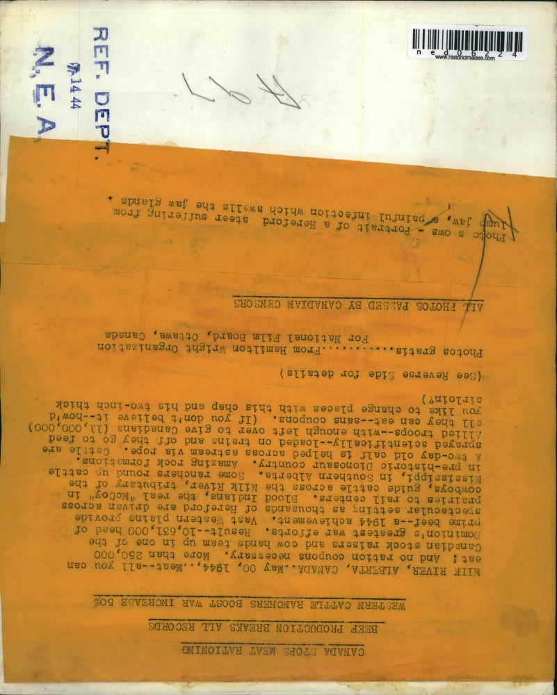 1944 Press Photo Milk River Alberta Canada calf on a farm