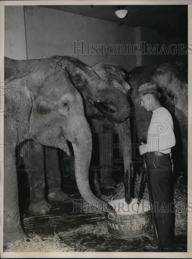 1936 Press Photo A group of circus elephants get a drink at Madison Square Garde