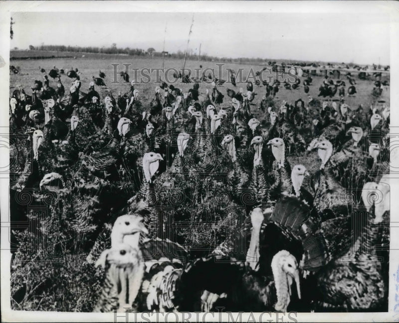 Load image into Gallery viewer, 1941 Press Photo The flock of yummy turkey as they awaits for thanksgiving
