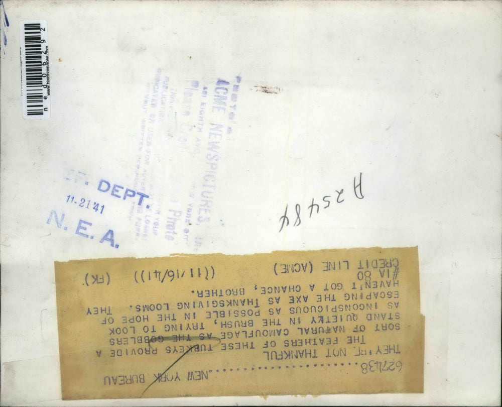 1941 Press Photo The flock of yummy turkey as they awaits for thanksgiving