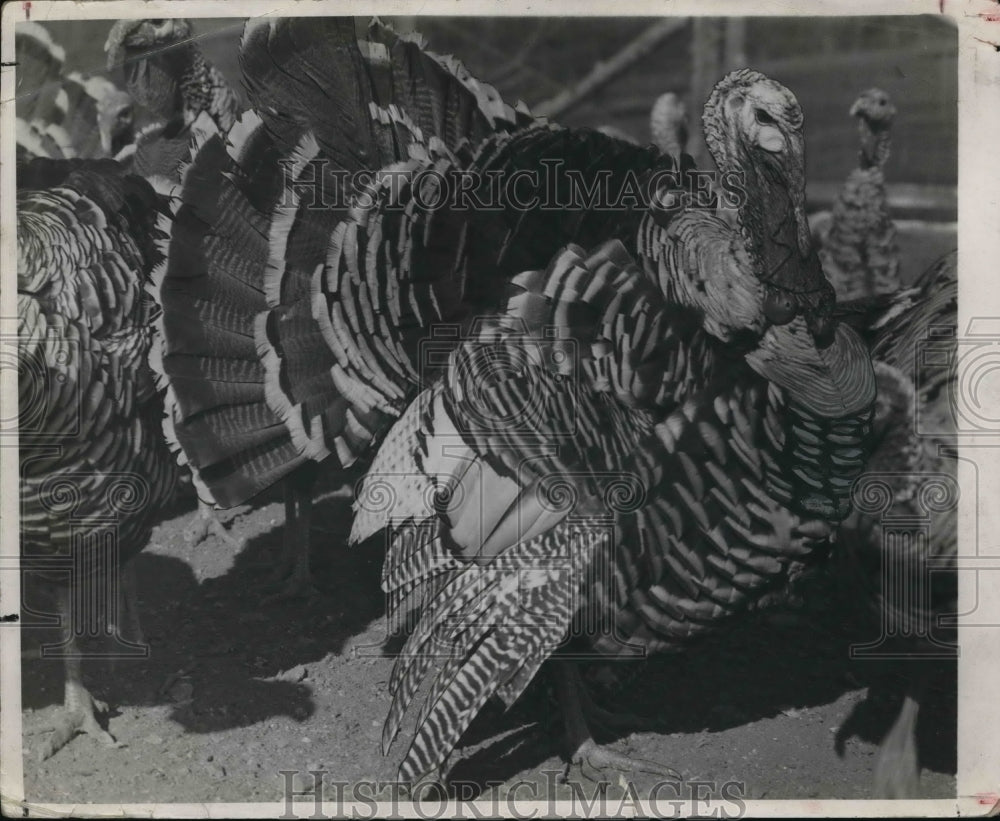 1935 Press Photo The angry turkey