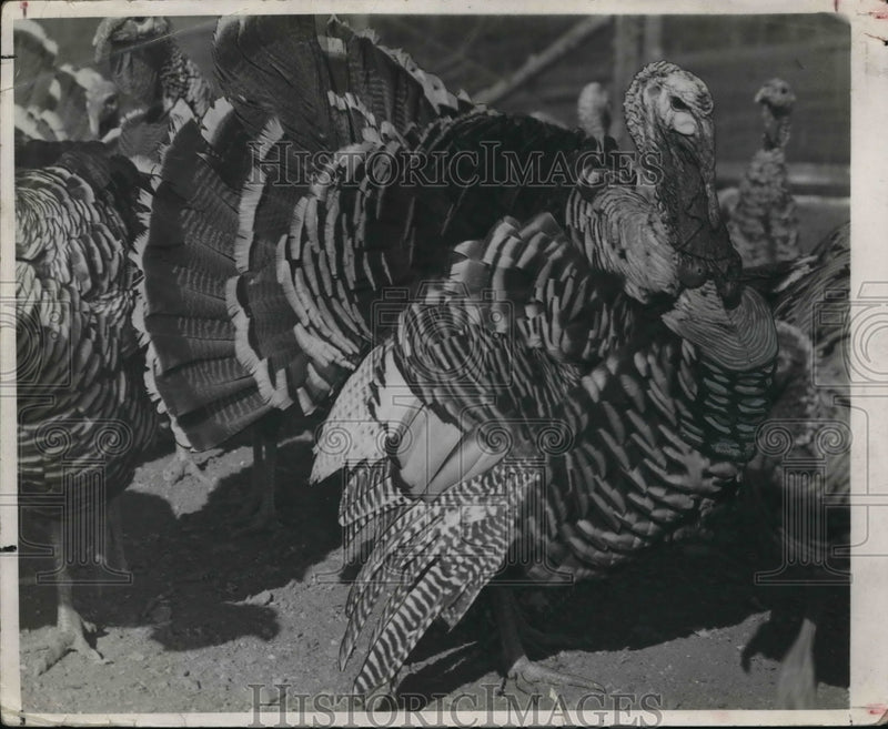 Load image into Gallery viewer, 1935 Press Photo The angry turkey
