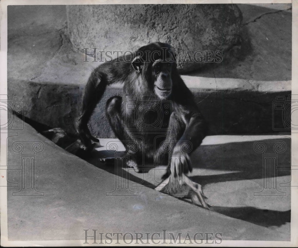 1953 Press Photo A chimpanzee at a zoo