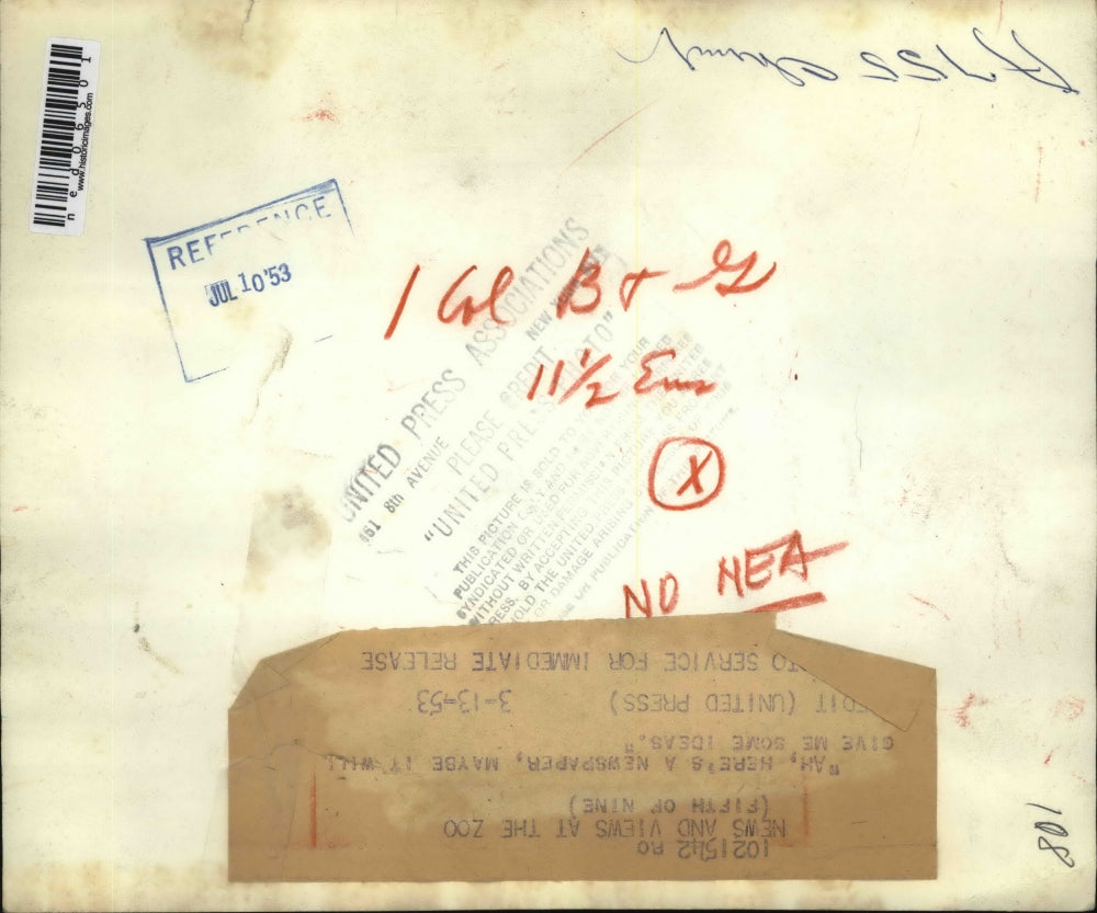 1953 Press Photo A chimpanzee at a zoo