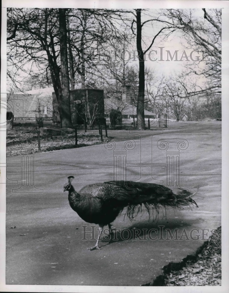 1953 Press Photo Peacocks at NY's Bronx Zoo allowed to roam free in the park