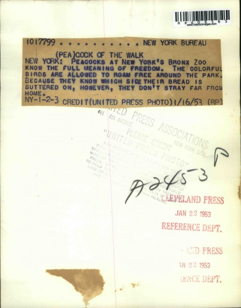 1953 Press Photo Peacocks at NY's Bronx Zoo allowed to roam free in the park