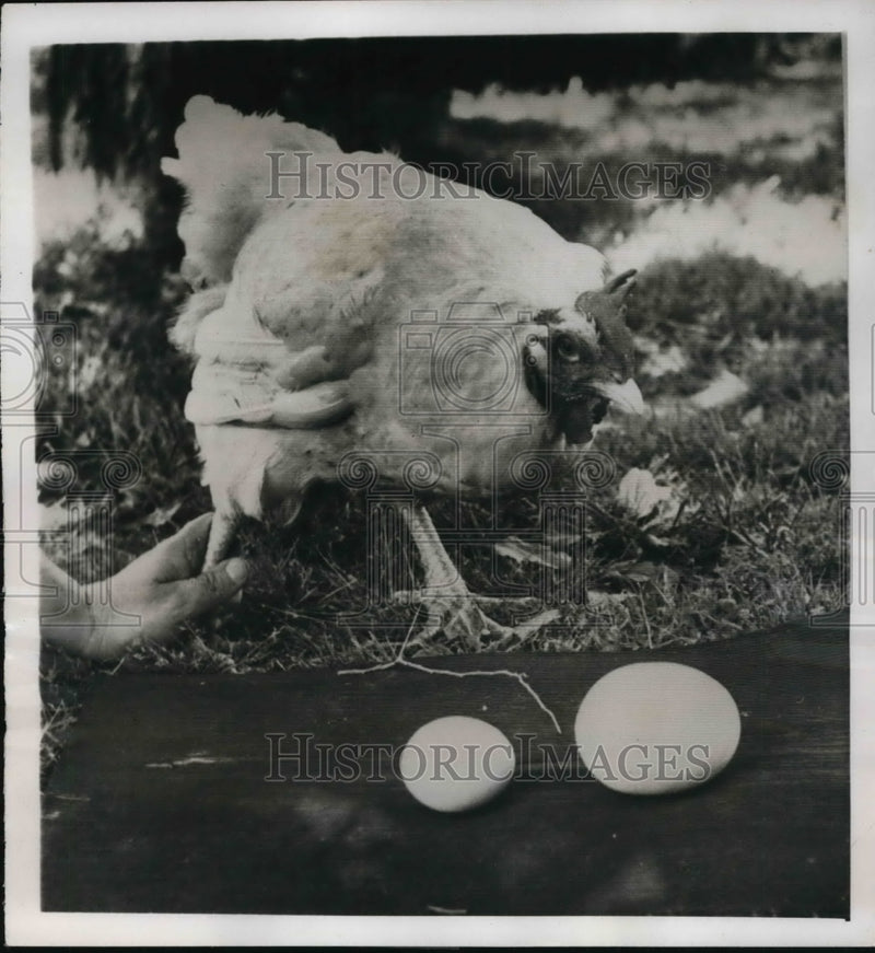 Load image into Gallery viewer, 1955 Press Photo Mr. &amp; Mrs. Walter Lubke's two-year-old white rock hen
