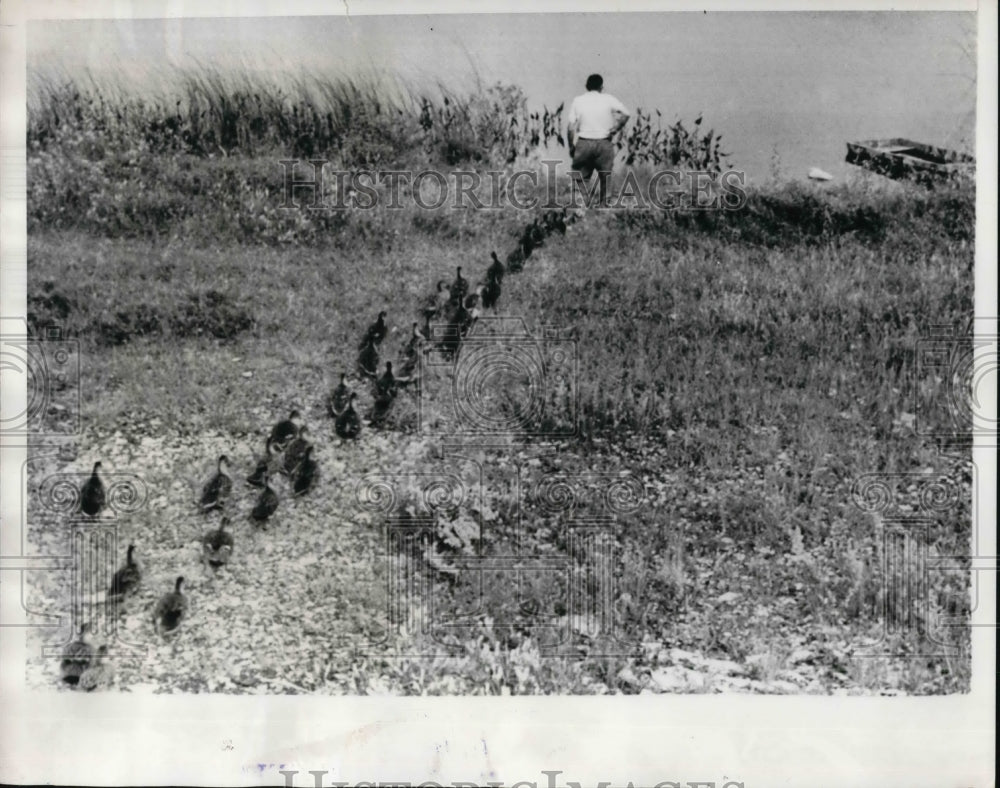 1965 Press Photo Plattsburgh NY George Gates & flock of mallard ducks