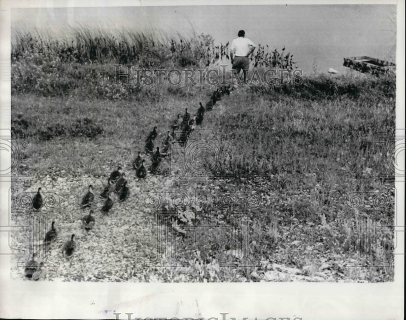 Load image into Gallery viewer, 1965 Press Photo Plattsburgh NY George Gates &amp; flock of mallard ducks
