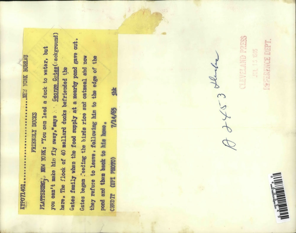 1965 Press Photo Plattsburgh NY George Gates & flock of mallard ducks